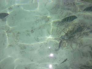NbNĊg